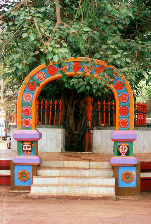 India: A holy bodhi tree ('Ficus religiosa') in front of the entrance to the Hindu Shri Damodar Temple, Zambaulim, Goa