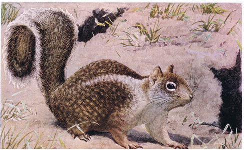 California Ground Squirrel lives underground and id an excellent digger