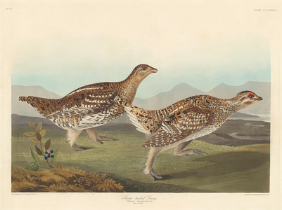 Sharp-tailed Grous, 1837  (coloured engraving)