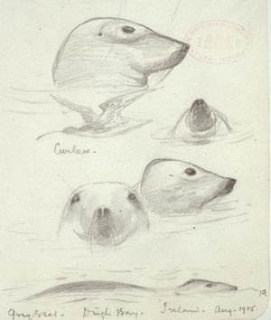 Halichoerus grypus, Grey seal, Dingle Bay, Ireland, 1905 (pencil on paper)