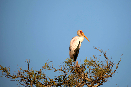 Yellow-billed Stork, Kruger National Park, South Africa (photo)