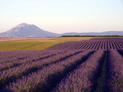 Lavender Field