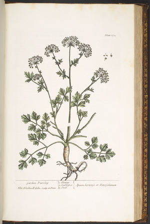 Plate 172, from 'A Curious Herbal', 1737 (coloured engraving)