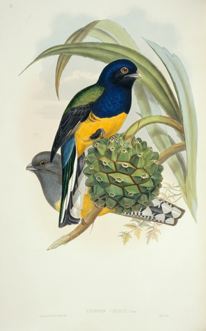 Trogon viridis