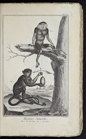 Recueil de planches, sur les sciences, les arts libéraux, et les arts méchaniques, avec leur explication by Diderot, Denis, 1762 (print)