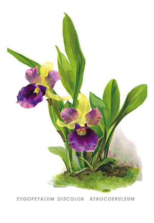 Zygopetalum Discolor Atrocoeruleum, Flowers & Plants