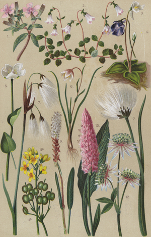 Alpine flora (chromolitho)