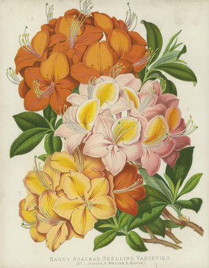 Hardy Azaleas, Seedling Varieties (chromolitho)