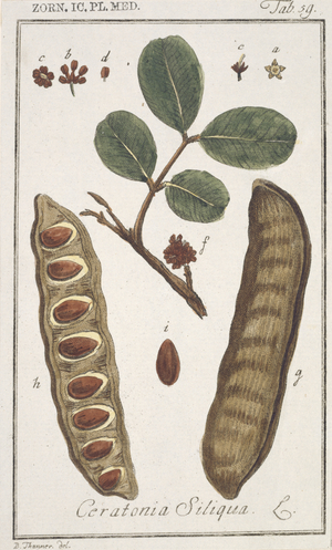 Ceratonia siliqua