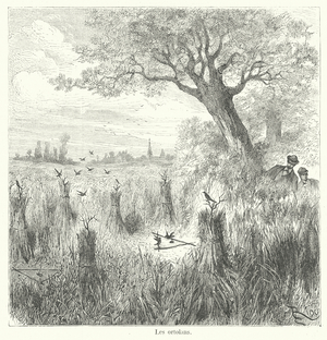 Les ortolans (engraving)