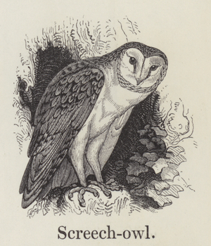 Screech owl (engraving)