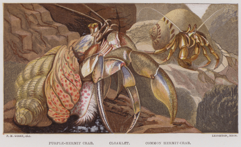 Purple-Hermit Crab, Cloaklet, Common Hermit-Crab (colour litho)