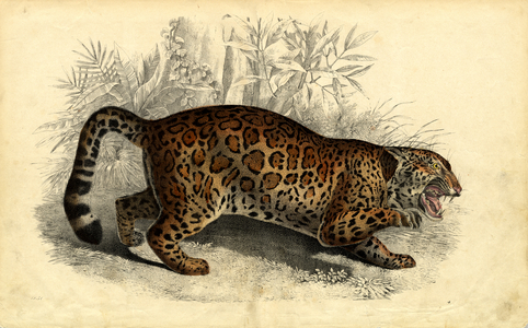 Jaguar in the Jungle (hand-coloured engraving)