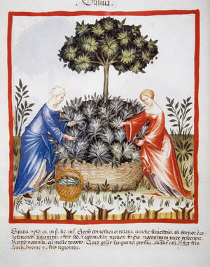 Tacuinum Sanitatis. Late 14th century. Women picking salvia. Miniature. Folio 37v.
