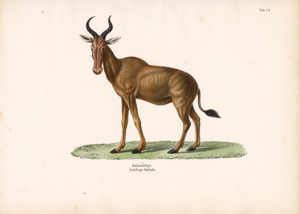 Hartebeest, 1848 (lithography)