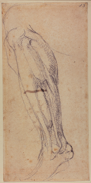 Leg Study, 1524-1525 (drawing)