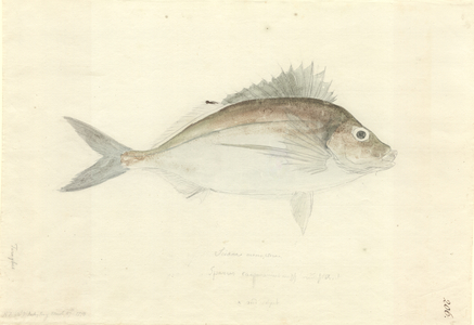 Nemadactylus macropterus
