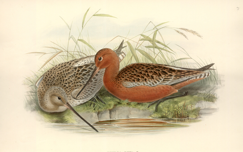 Limosa lapponica