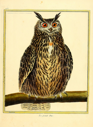 European Eagle-Owl (print)