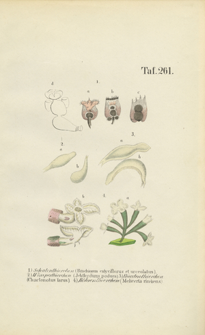 Microscopic Rotifers: Brachionus, Ichthyidium, Chaetonotus and Melicerta, 1850 (lithography)