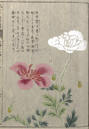 Papaver rhoeas (common poppy), 1828-44 (hand-coloured woodblock print)