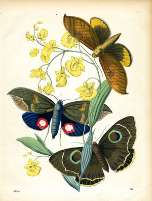 Tropical Butterflies on Orchid Branch (hand-coloured engraving)