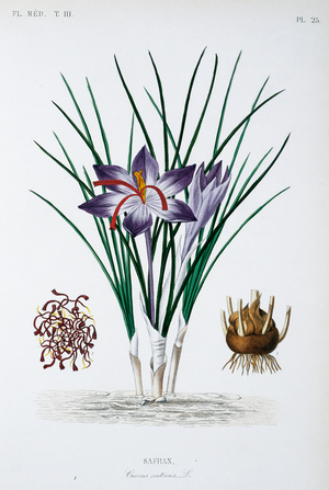 Crocus sativus