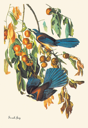 Scrub Jay (drawing)