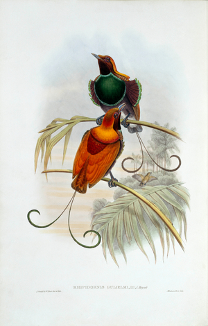 Diphyllodes magnificus x Cicinnurus regius