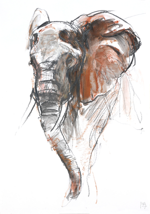 Beautiful Female Elephant, Loisaba, 2018 (graphite and conté)