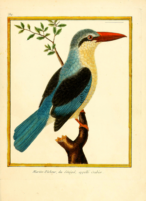 Senegal Kingfisher, Called "Crabber" (print)