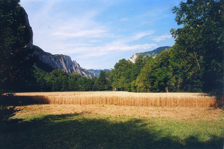 Champ de ble