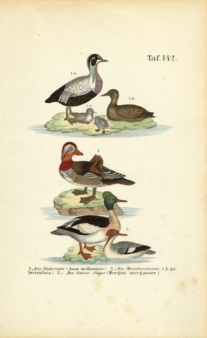 Common Eider, Mandarin Duck and Common Merganser, 1850 (lithography)