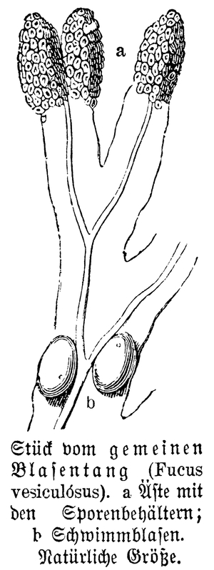Bladder wrack