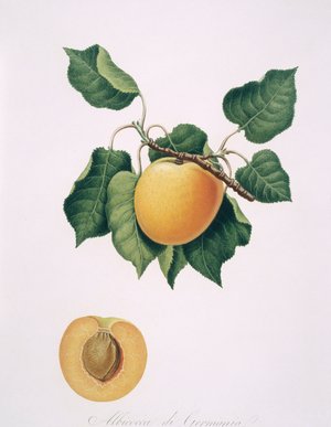 Prunus armenicaca