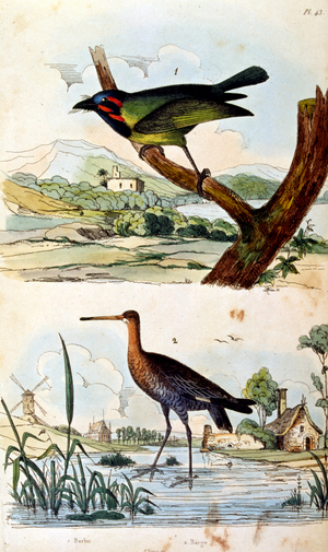 French. Coloured illustration. dated circa 1884. depicting river birds