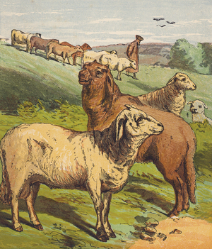 Sheep (colour litho)