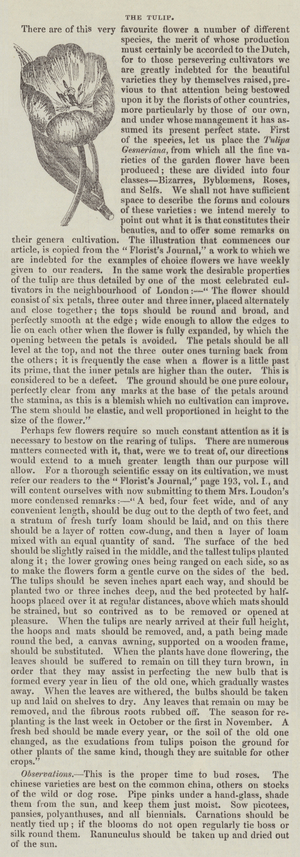 The Tulip (engraving)