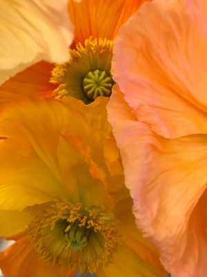 Composition - Flowers, 2019 (photo)