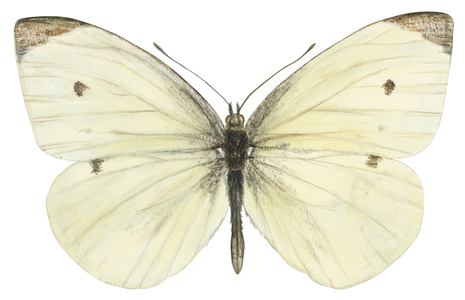 Cabbage butterfly (Pieris rapae).