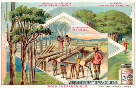 Eucalyptus and mahogany (chromolitho)