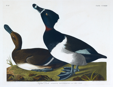 Two birds. Colour Illustration by Audubon; Tufted Tern.