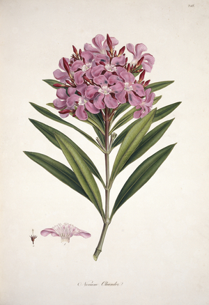 Nerium oleander