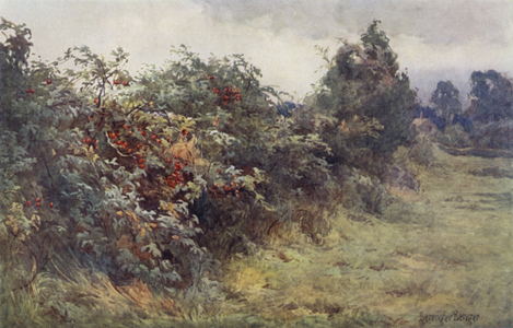 The Revelation of Ripeness (colour litho)