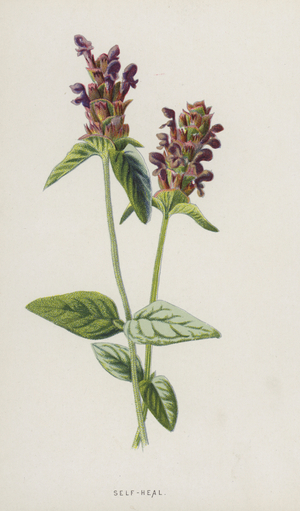 Self-Heal (chromolitho)