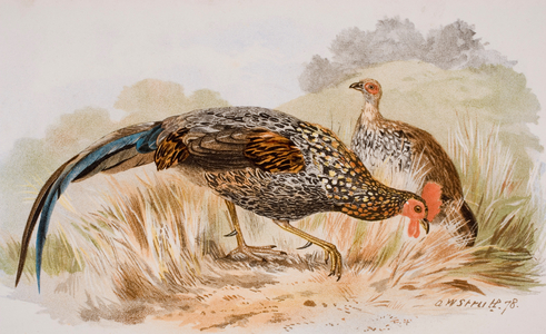 The Grey Jungle Fowl, or Sonnerat's Junglefowl, Gallus Sonnerati.