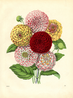 Dahlia Flowers in Various Colors (hand-coloured litho)