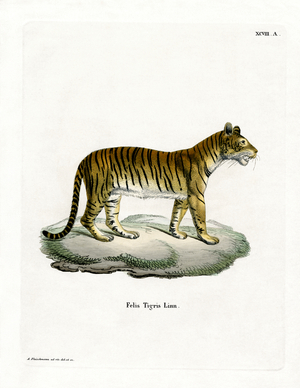 Tiger (coloured engraving)