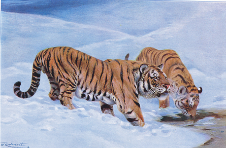 Manchurian Tiger, from Wildlife of the World published by Frederick Warne & Co, c.1900 (colour litho)