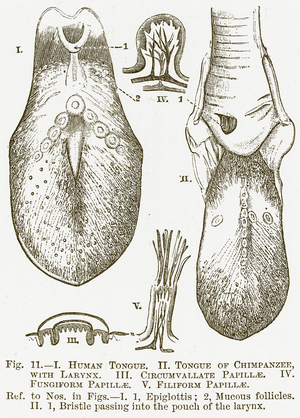 I Human Tongue. II. Tongue of Chimpanzee, with Larynx. III. Circumvallate Papillae. IV. Fungiform Papillae (engraving)